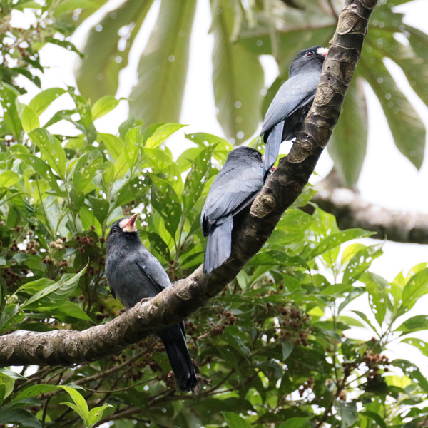 White-fronted Nunbird